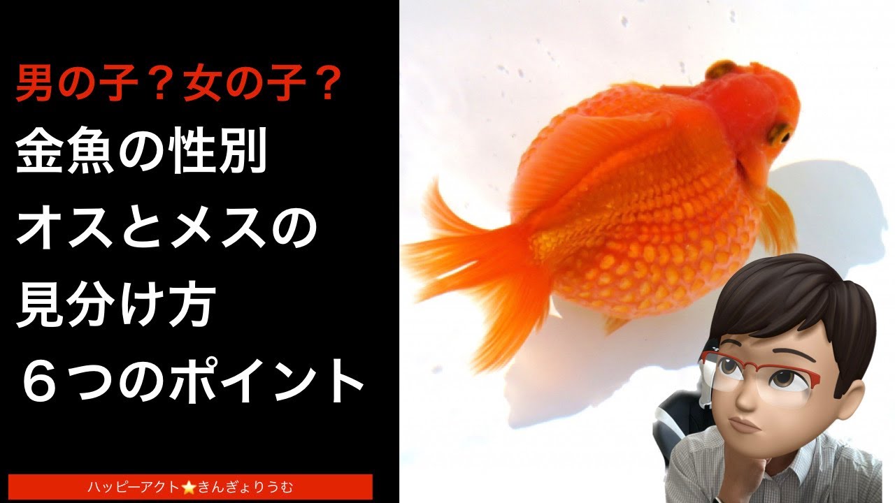 金魚 オスメス 見分け 方