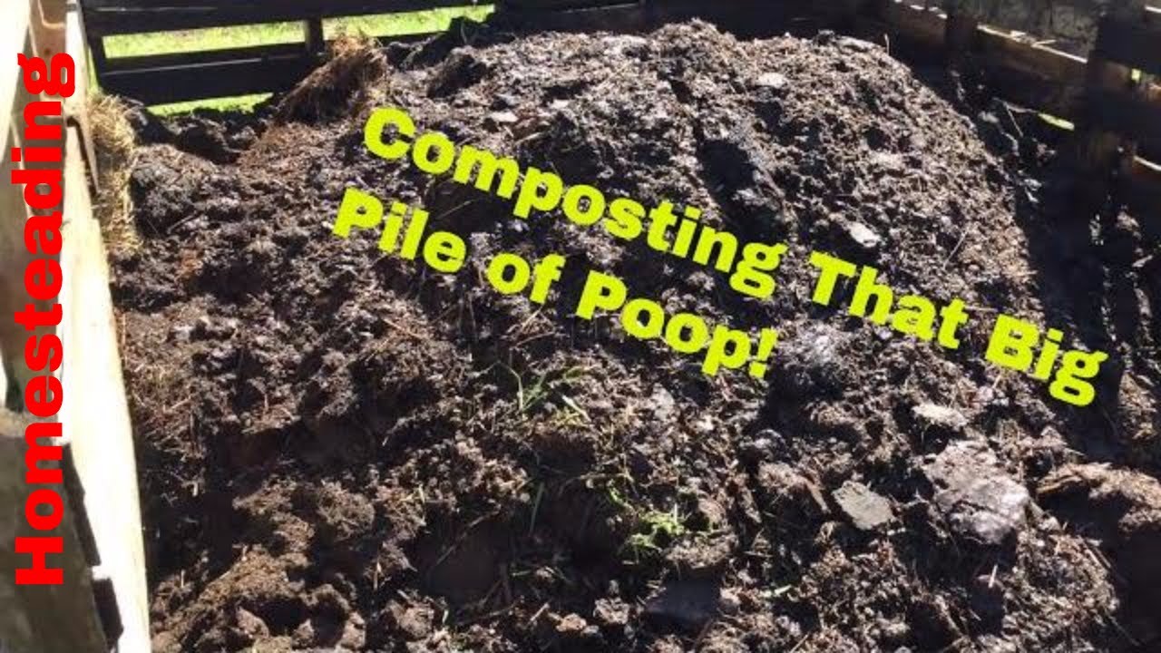 Composting Cow Manure Youtube