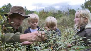 Hoe Smaakt De Duindoorn Bes?