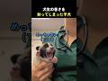 犬生の苦さを知ってしまった子犬