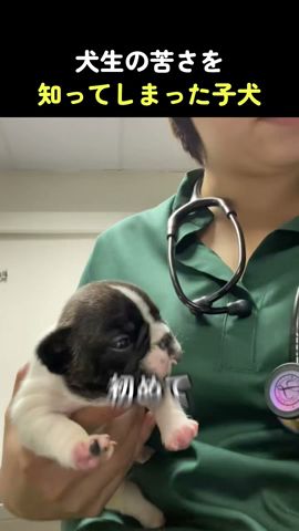 犬生の苦さを知ってしまった子犬