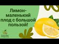 🍋 Лимон – маленький плод с большой пользой!