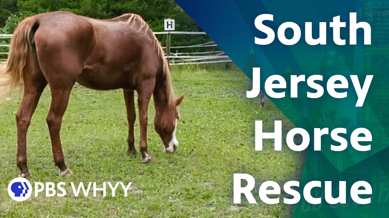 South Jersey Horse Rescue You Oughta Know (2020) YouTube