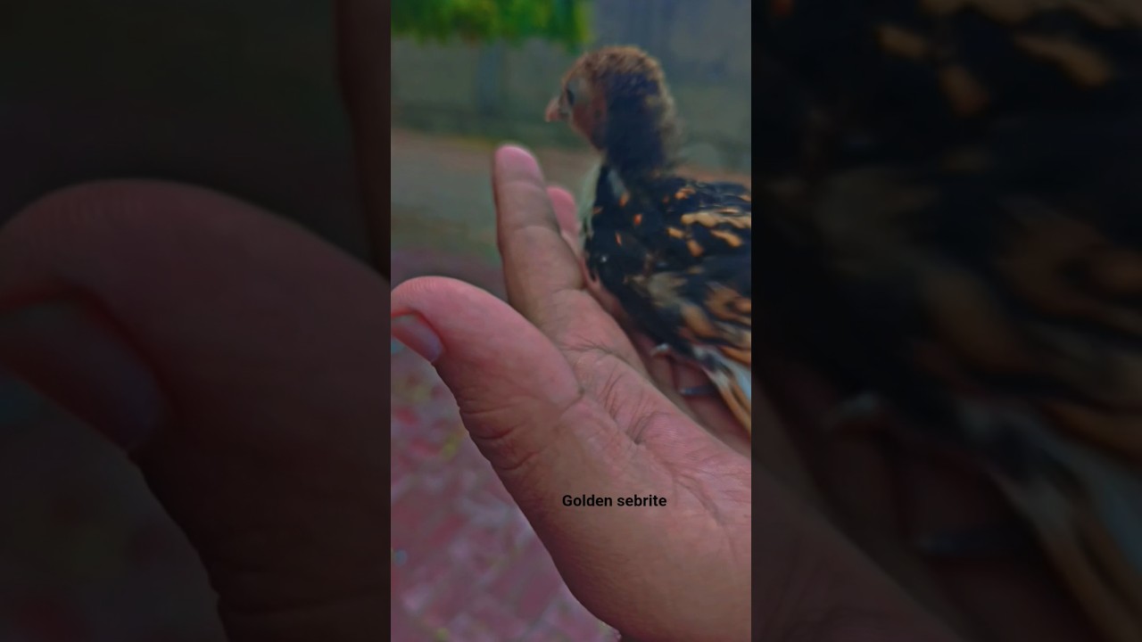 "Golden Sebrite 🐥 | Rare & Beautiful Bantam Chicken! 😍 