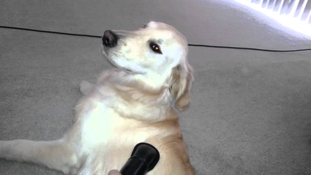 Golden Retriever Puppy Letting Me Vacuum Loose Hair Off His Coat