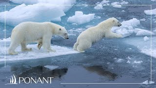 Tout savoir sur l'ours polaire | PONANT