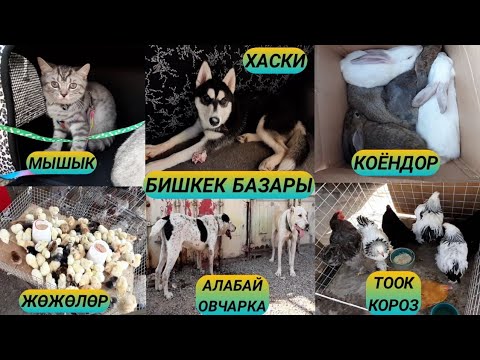 Video: Үй жаныбарларын иттер сезиши үчүн жаныбарлар үчүн баш калкалоочу жай тартуулаган эмеректерди колдонот