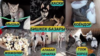 1 күндүк ЖӨЖӨ 20 сом/ ИТ БАЗАР БИШКЕК / ТООК ЖӨЖӨ УНДЮК/ КОЁН #бишкеккабар #машинабазарбишкек2021