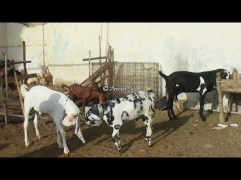 funny-goat-fight-||-eid-mubarak-||-a.t-photography