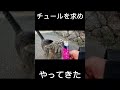 歩いてたら野良猫降臨　#野良猫 #猫 #ネコ