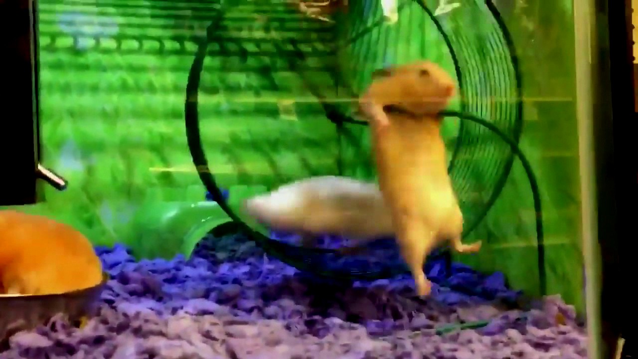 interstellar hamster