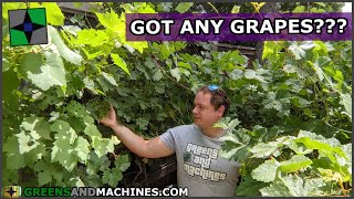 Lots of Grape Clusters! | Container Vineyard Year 7 | June 2021
