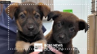 MSPCA says Salem shelter is overflowing with puppies