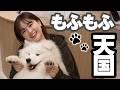 【癒し】サモエドカフェ貸切にしたら天国すぎてやばかった、、、😇