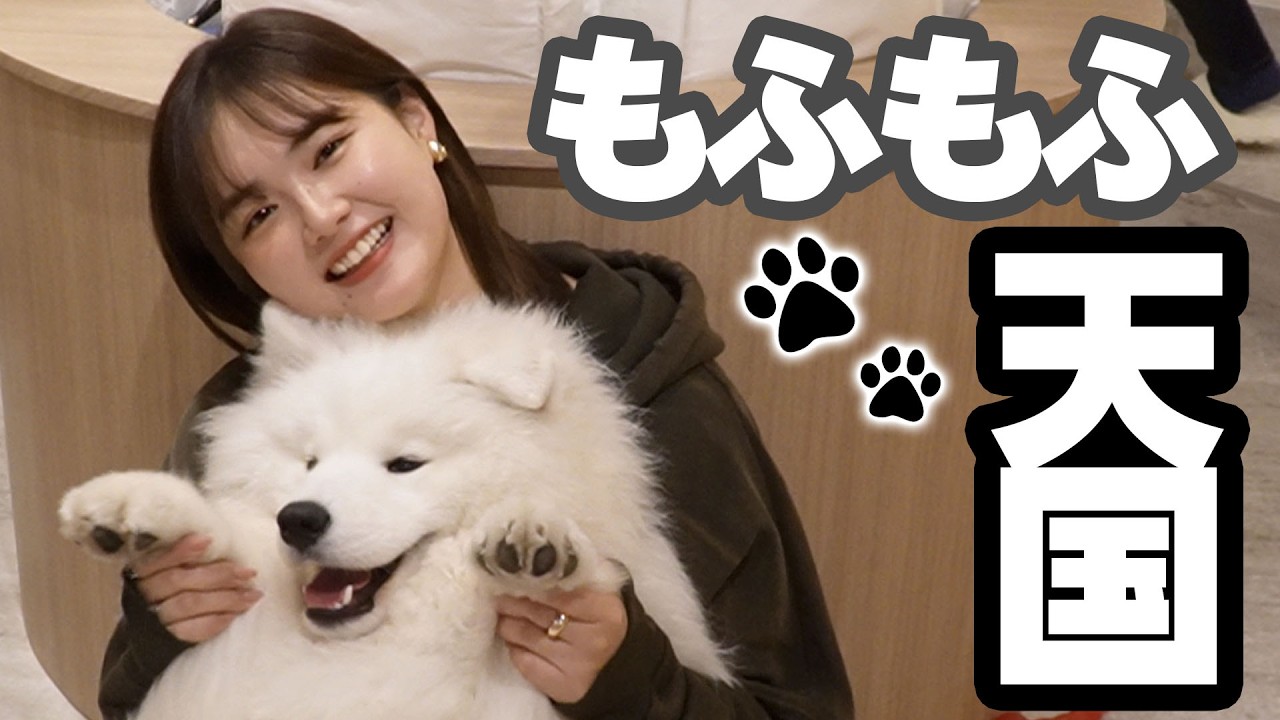 【癒し】サモエドカフェ貸切にしたら天国すぎてやばかった、、、😇