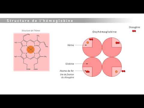 Vidéo: Quelle est la structure quaternaire de l'hémoglobine ?