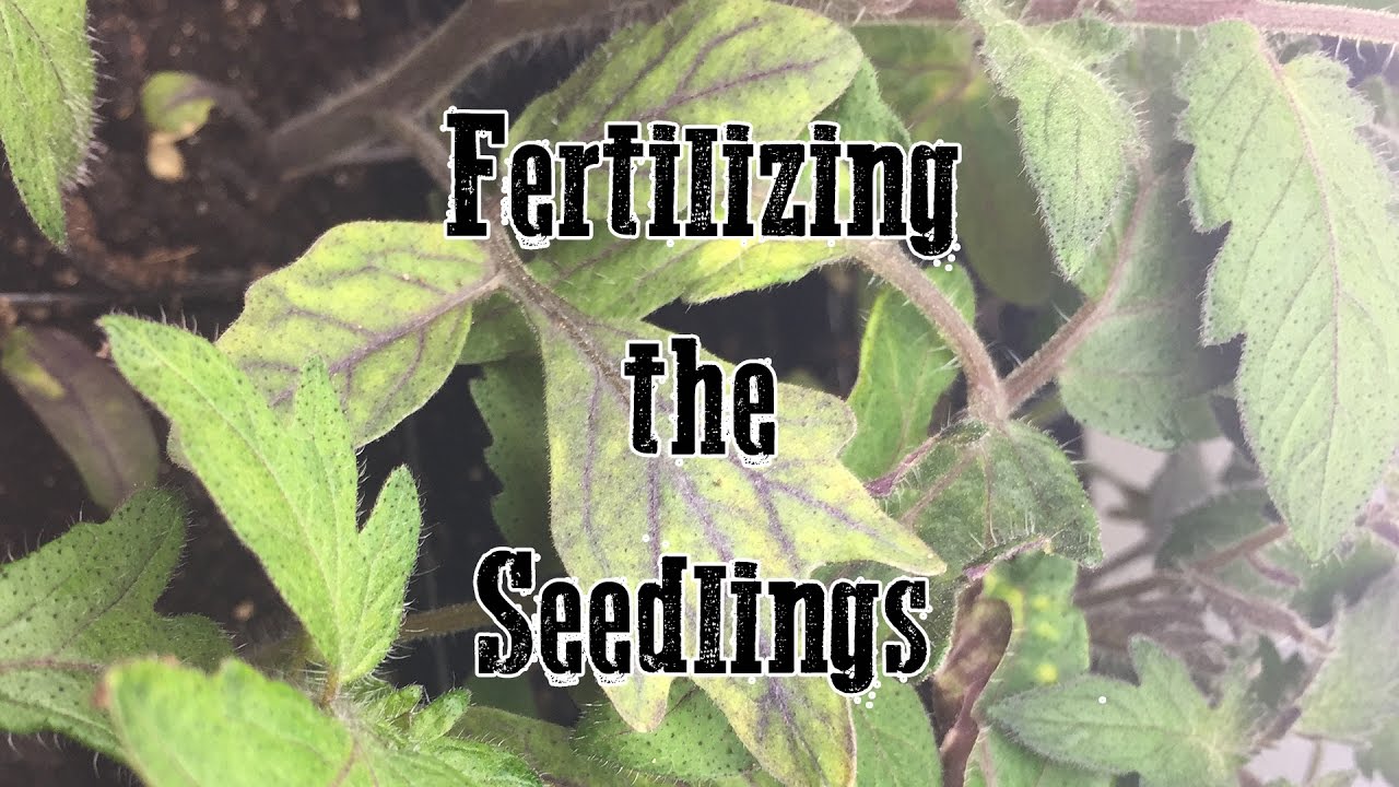 Fertilizing the Seedlings - YouTube