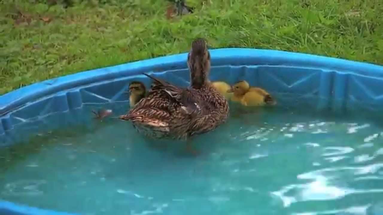 Can chickens swim?