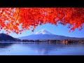4K映像 絶景紅葉「富士山　富士河口湖紅葉まつり　産屋ヶ崎」autumn leaves japan 紅葉の名所 美しい四季 秋 山梨県南都留郡 富士河口湖町 11月中旬 絶景自然風景 8K撮影