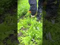 techniques and skills for quickly harvesting small celery #shorts
