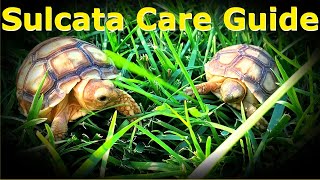 Baby Sulcata Care Guide | Enclosure, Baths, And Diet! |  Sulcata Tortoise Animal Highlight Ep. 1