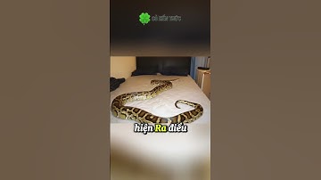 [P.2] Phát hiện con rắn khổng lồ trong giường và sự thật khiến bạn sợn da gà #shorts