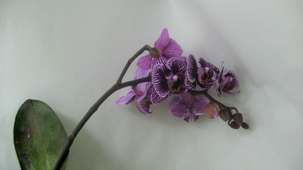 Purple Orchid Timelapse