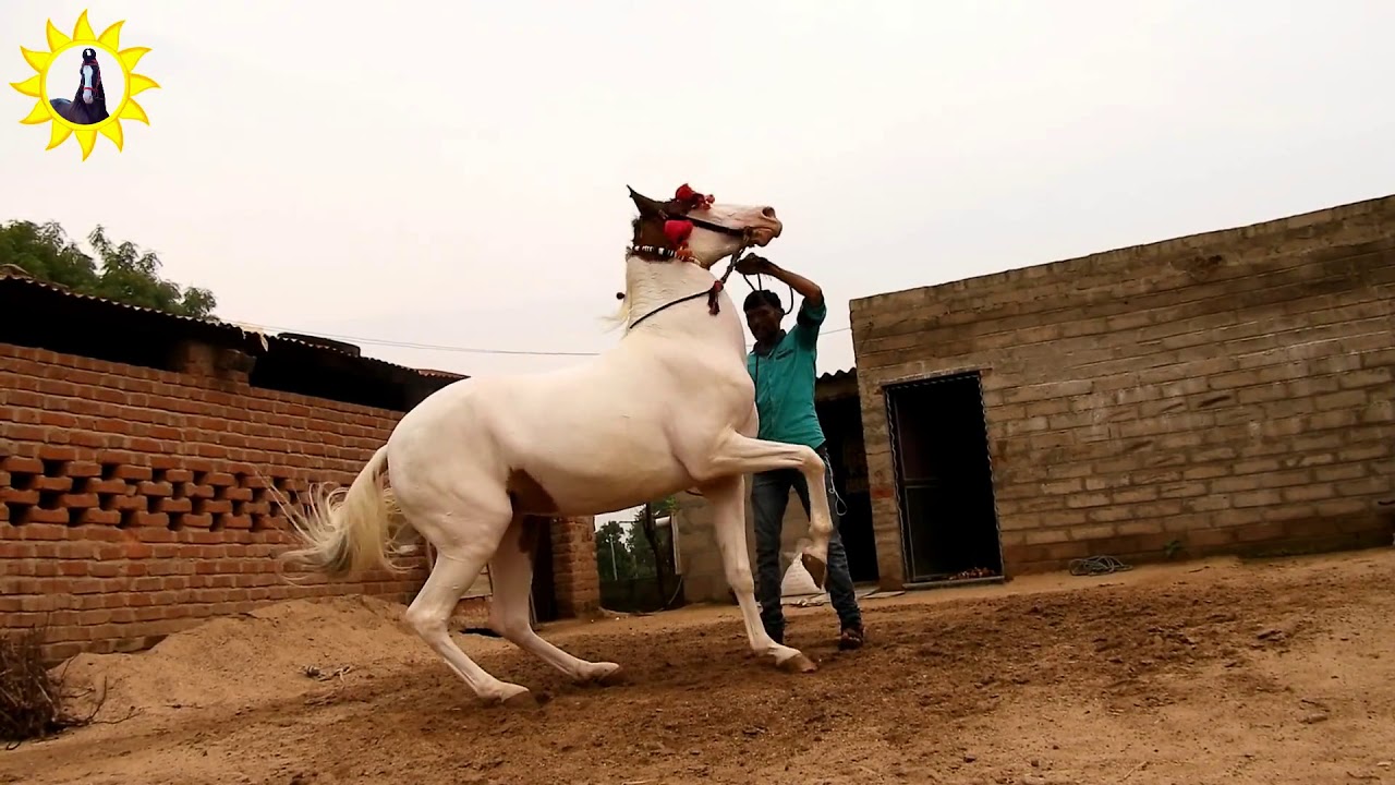 How To Train Horse Dressage How To Train Horse Dressage