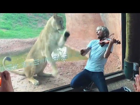 Lioness Jumps Toward Violinist Serenading Her