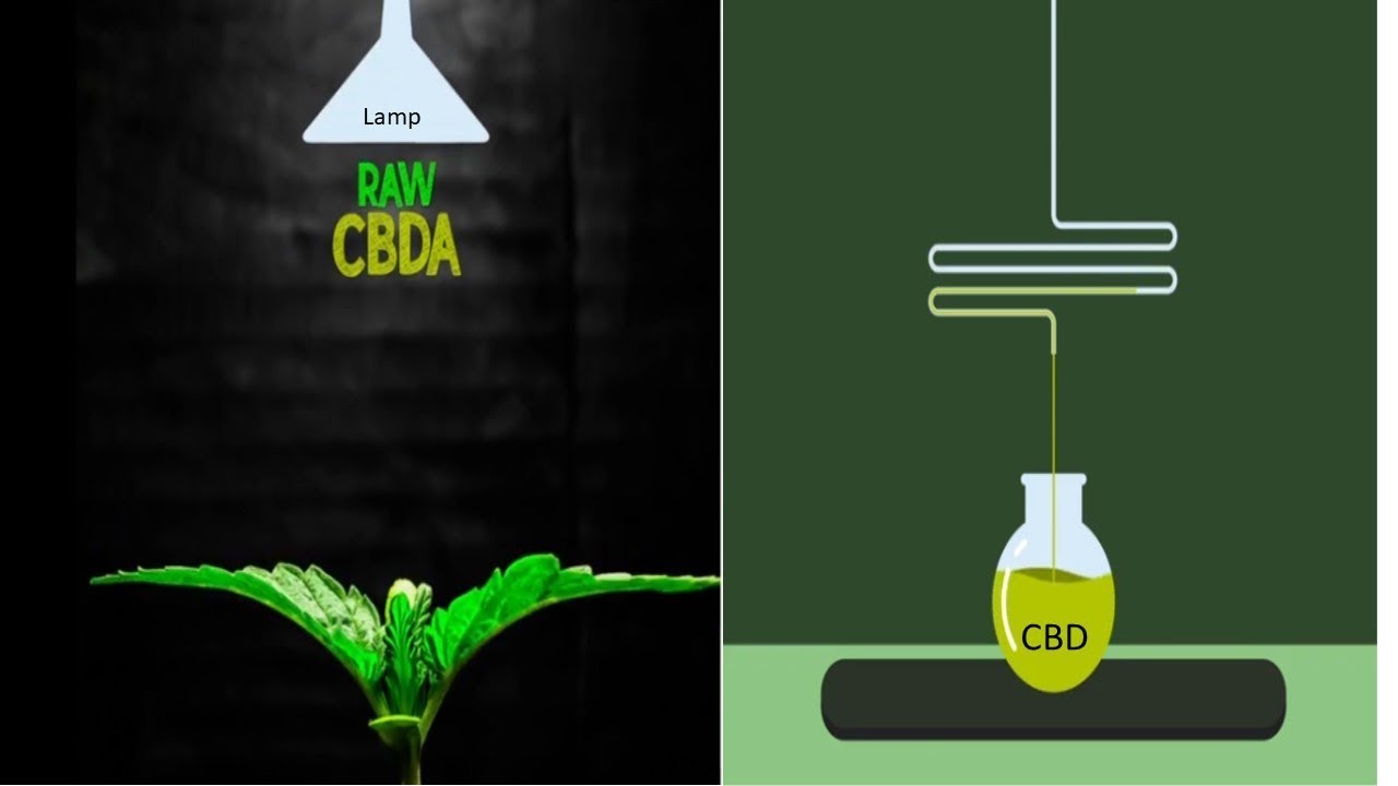 CBDa 1000 Times More Effective Than CBD Thanks To 10x Pure Delivery Oil