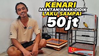 Main kesini banyak ILMU yang kita dapat tentang KENARI‼