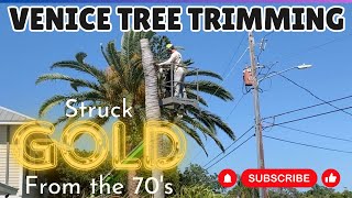 Hidden Treasure: Tree Trimming in Venice, FL