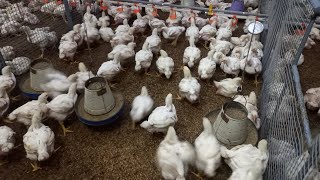 Broiler Chicks Growth After 20 Days || Poultry Farming Business In Pakistan||Broiler Chicken Farming