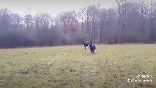 Les chevaux au galop 🐴