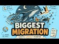 The Biggest Migration on Earth Happens in the Dark