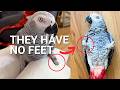 The Truth About Special Needs Parrots: Why Personality Trumps Performance