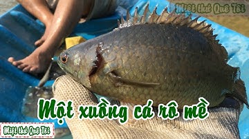 Thả lưới bắt cá mương lúa dính toàn cá rô mề nẹo con - P3 |Fishing VietNam