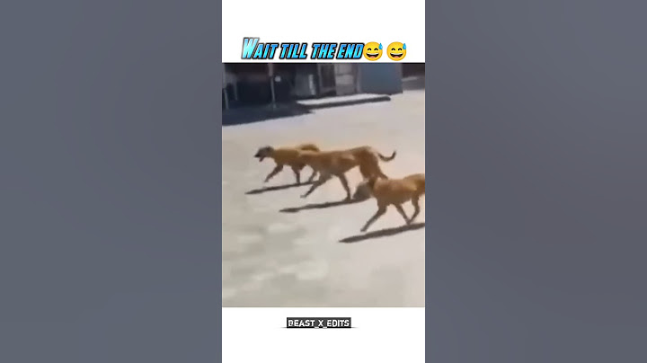 Funny Fails Leopard vs Gang of Dogs🐕‍🦺|  #funnymemes #funnyshorts #funnyvideo #ytshorts #viralshort