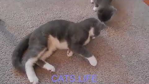 CATS LIFE   Catnipheads Wasted On Catnip  Cats On Catnip  Funny Cats