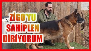 ZİGO'YU ÜCRETSİZ SAHİPLENDİRİYORUM - ALMAN KURDU ZİGO #almankurdu by Ergün Turgan K9 15,665 views 4 months ago 13 minutes, 17 seconds