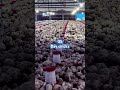 Cheema Farm 🐓🐓🐓🐓🐓🍺