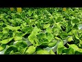 Rex RZ Butterhead Bibb Lettuce | Demo Crop Series | July 2021 | Greengold Farms