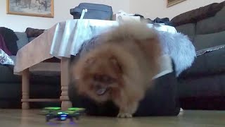 Pomeranian freaks out with a Drone