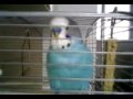 Crazy Funny Parakeet talking Ricky