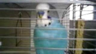 Crazy Funny Parakeet talking Ricky