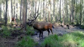 Čia Lietuva. Įstabiais gamtos takais (6). Tauriųjų elnių ruja.