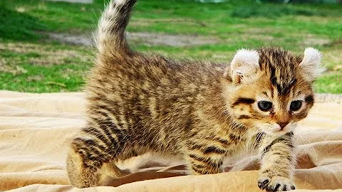 Watch the video about Savannah F3 - Meets his Girlfriend for the first time.