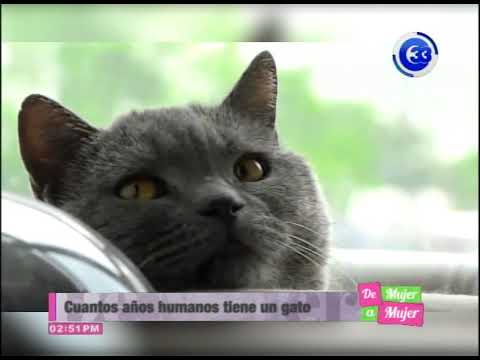 Video: Años De Gato A Años Humanos: ¿Qué Edad Tiene Mi Gato?