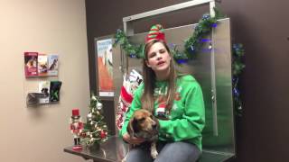 Holiday Pet Safety