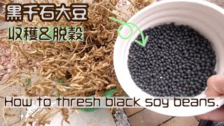 【黒千石大豆】収穫＆脱穀　harvested and threshed black soy beans.